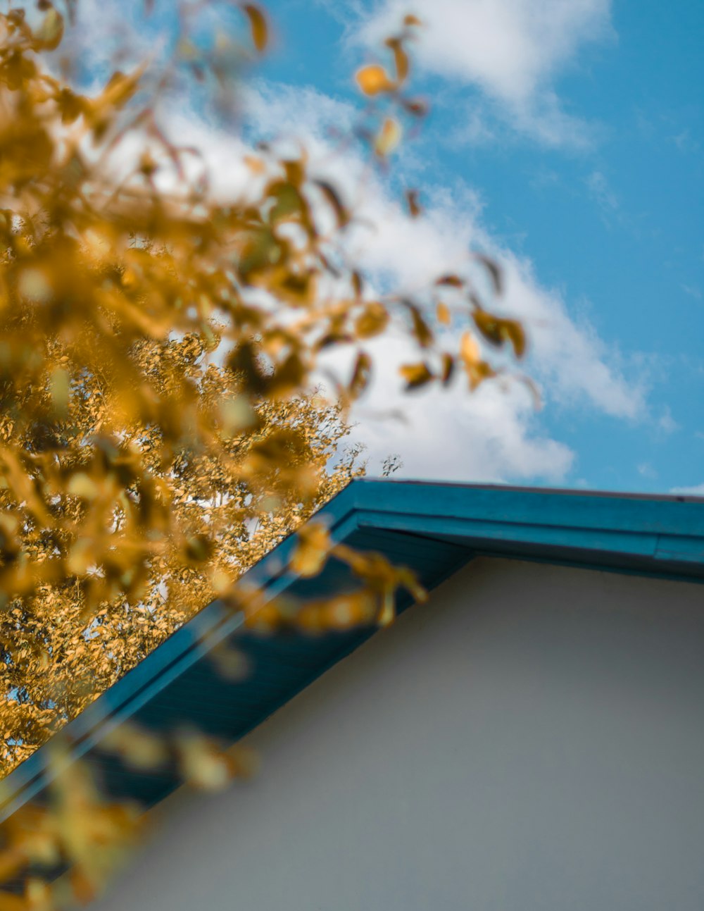 closeup photo of brown tree beside white and blue house under blue and white sky at daytime