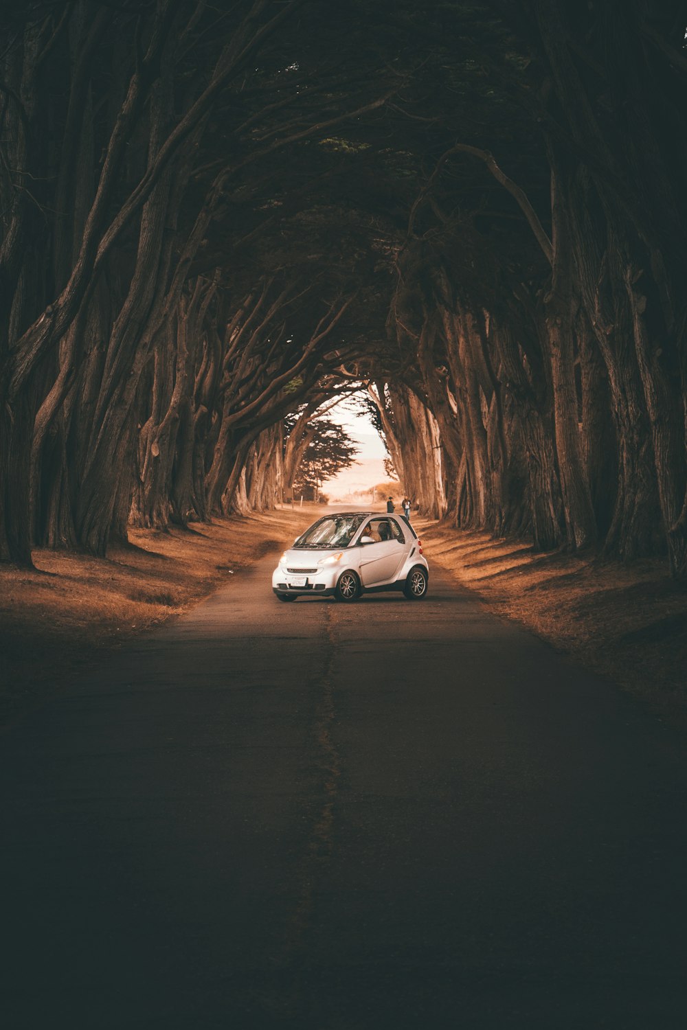 a car is parked in the middle of a tunnel of trees