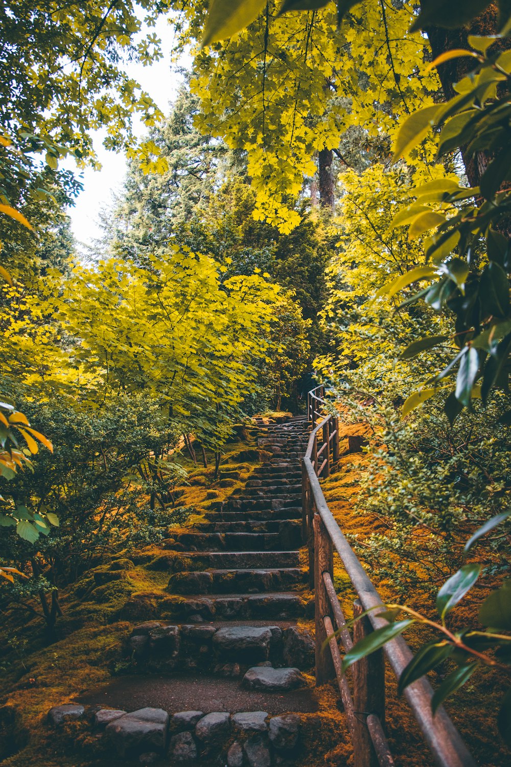 gray concrete stair on forest