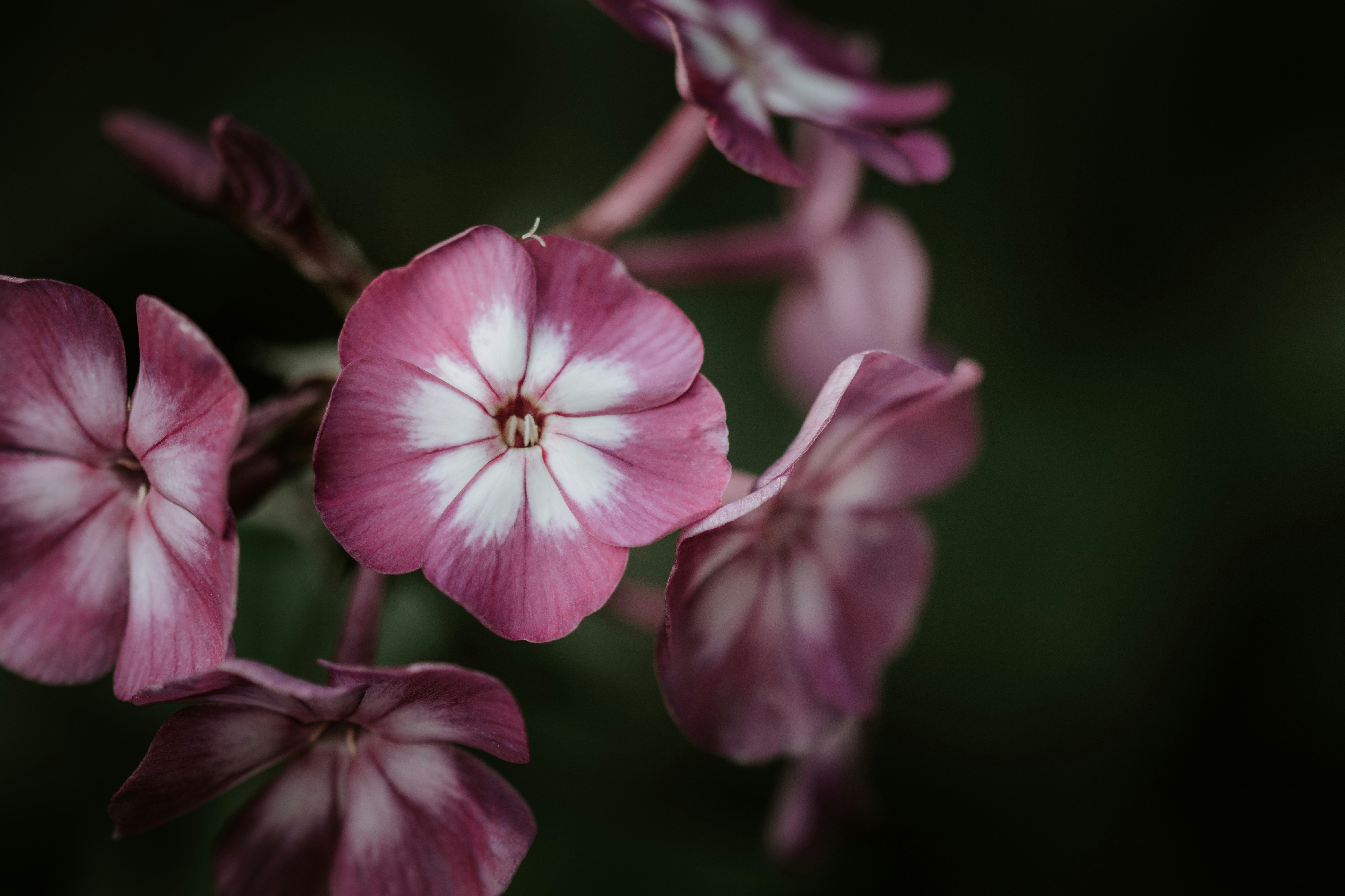 pink petaled flowes