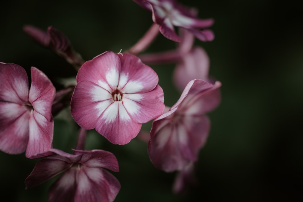 pink petaled flowes