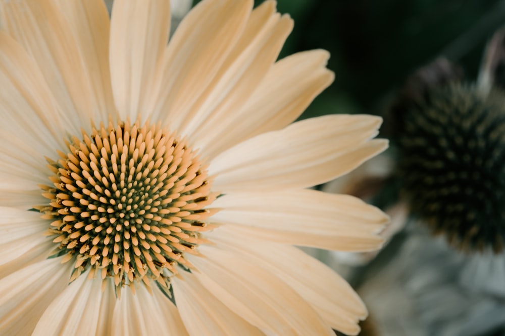 white petaled flowers