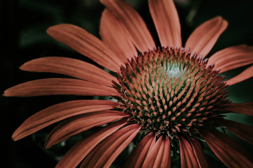 rotblättrige Blume