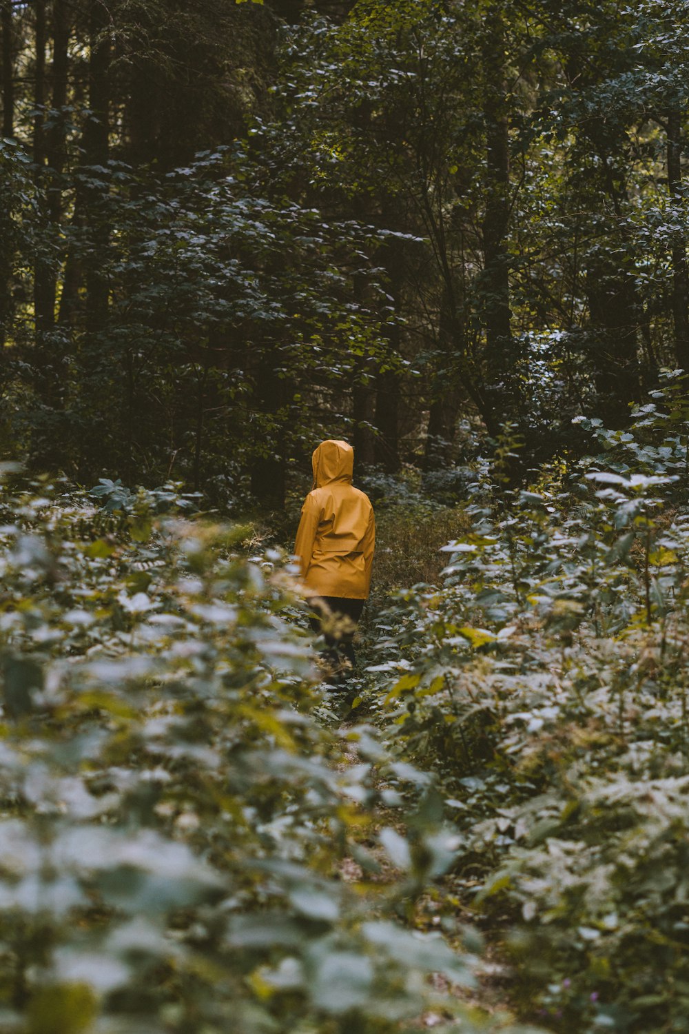 person standing in the forest