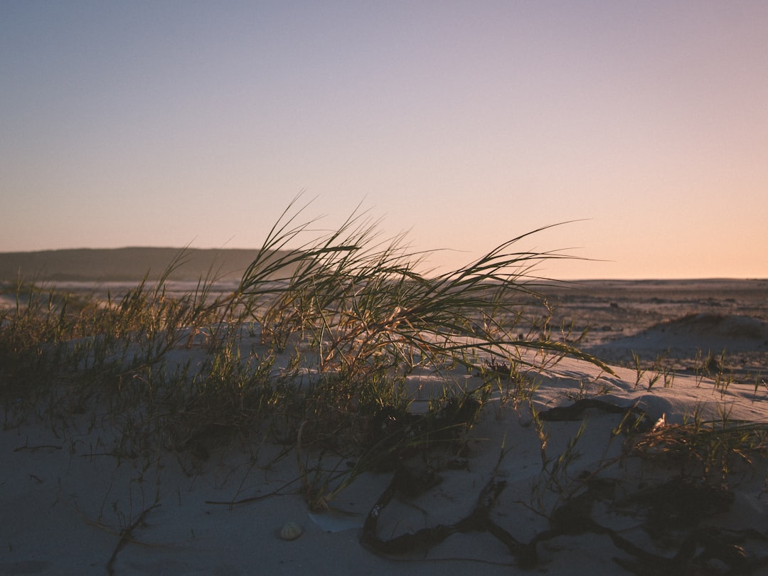 green grass during sunrise