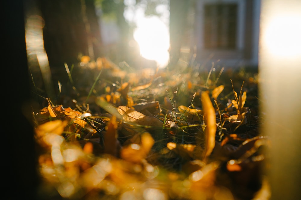 depth of field of grass