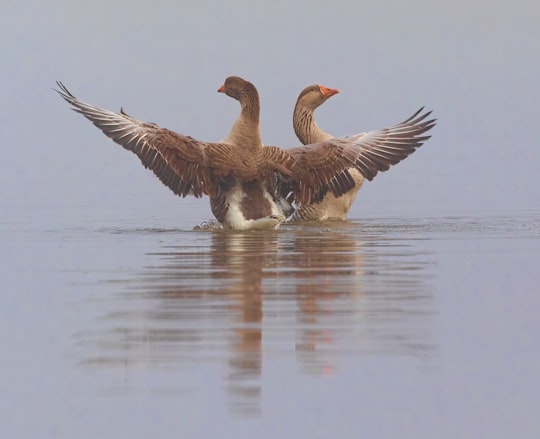 two brown geese on calm body of water during daytime in Rockhampton Australia