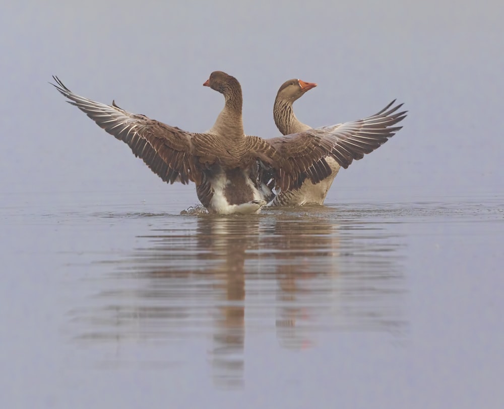 two brown geese on calm body of water during daytime