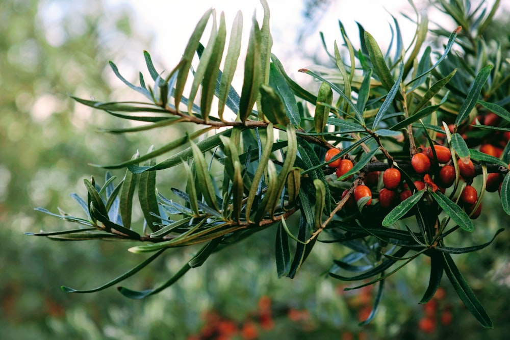 Selektive Fokusfotografie von Orangenbeeren bei Tag