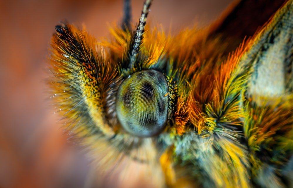 macro photography of green insect