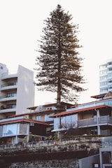 A modern residential building nestled among tall pine trees at sunset.