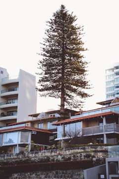 A modern residential building nestled among tall pine trees at sunset.