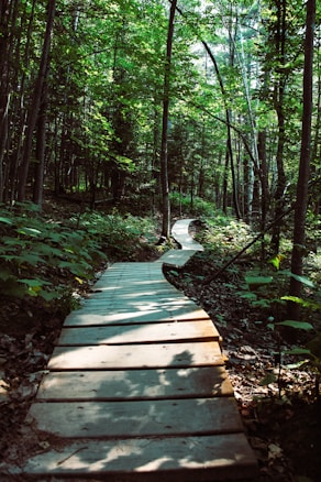 A wooden boardwalk meanders through a dense, sunlit forest. Tall trees with lush green leaves create a canopy above the path, with dappled sunlight casting shadows on the wooden planks. The serene and inviting nature trail bends gently, leading deeper into the tranquil woodland setting.
