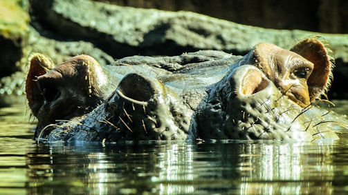 A hippopotamus partially submerged in water, with its eyes, nostrils, and ears visible above the surface. The animal's skin is textured and covered with whisker-like hairs. The background is a rocky environment, with light reflections on the water creating a natural and serene setting.
