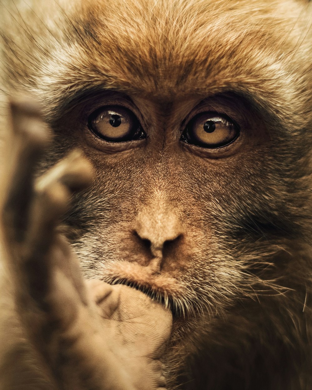 foto ravvicinata di primate marrone