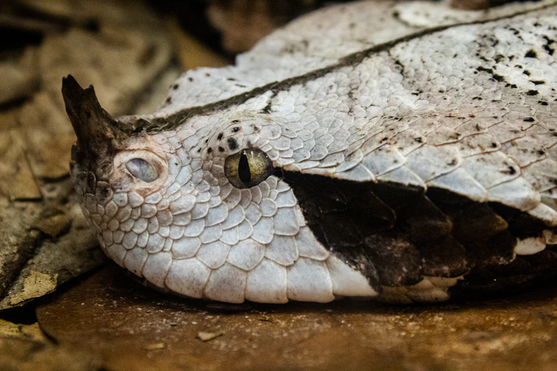 Gaboon Viper (Bitis gabonica) in natural habitat