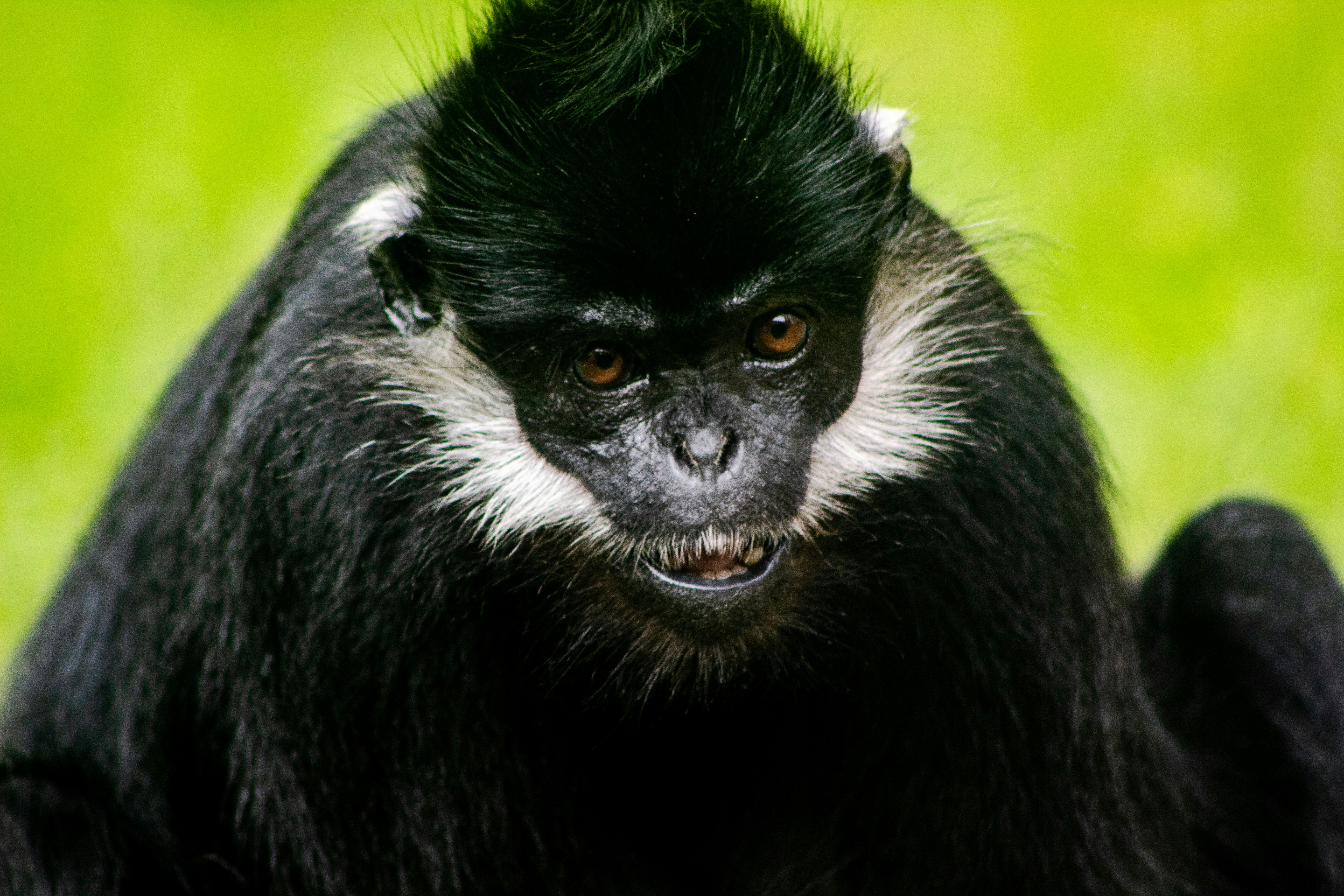 Сильвербэк горилла. Национальный парк вирунга. Голосистый примат 5 букв. Голосистый примат 5 букв. Голосистый примат 5 букв.