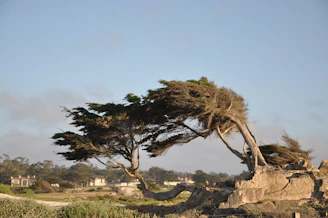 Windy weather bending trees next to a rustic farmhouse in the countryside