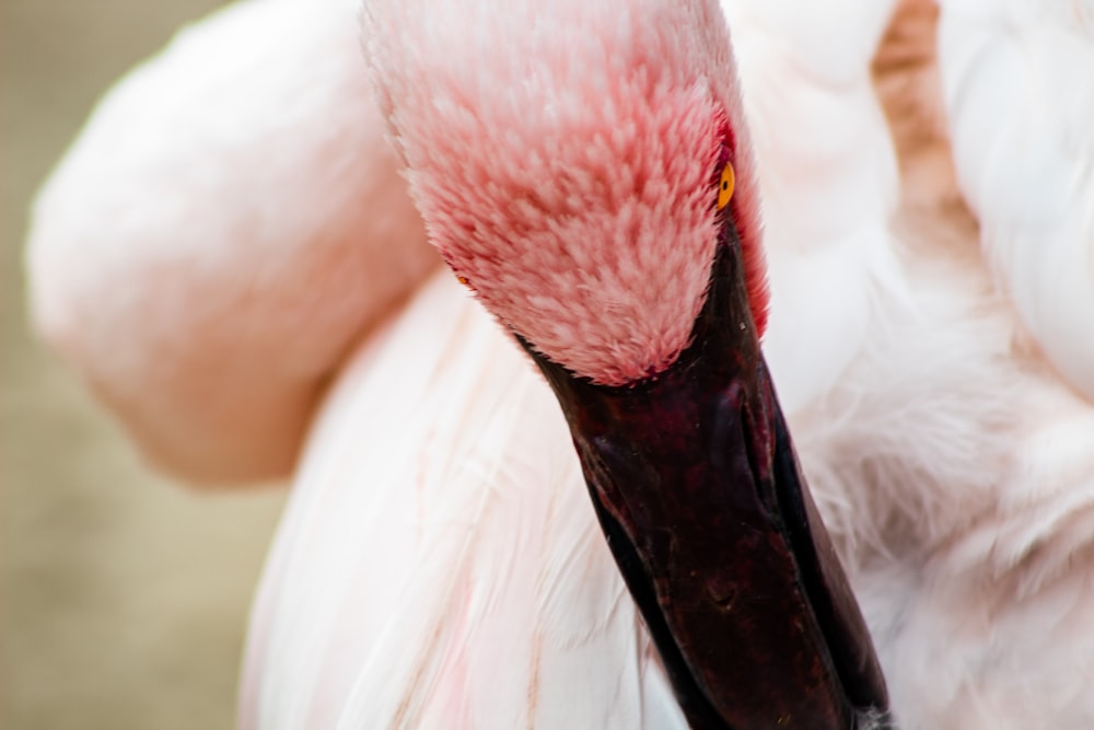 close-up selective photography of flamingo