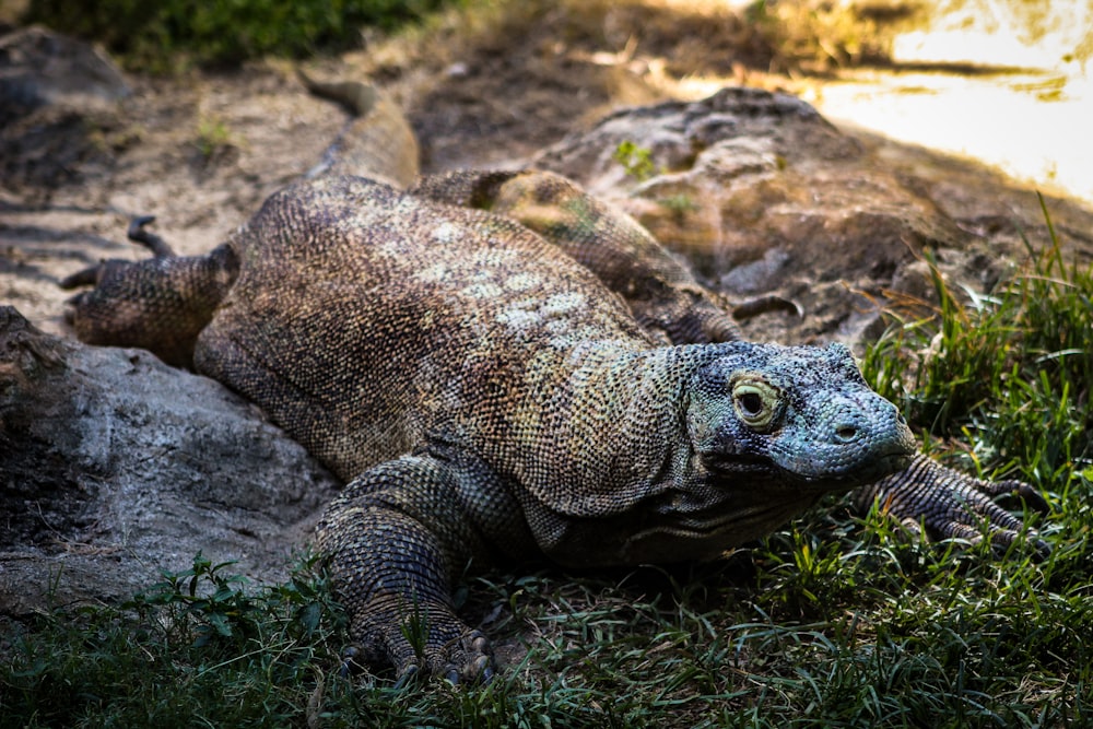 brown lizard