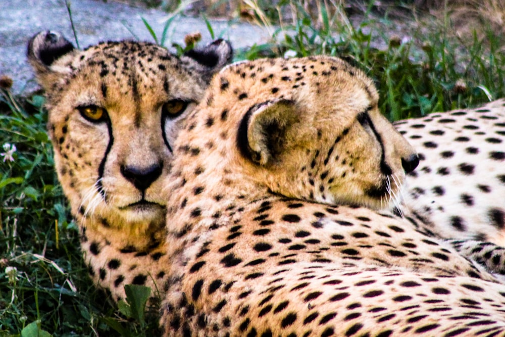 two cheetahs lying on green grass