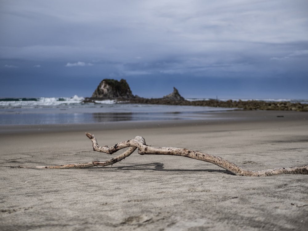 brown driftwood on beach during daytime
