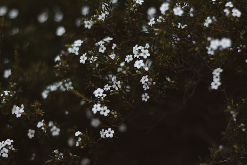 close-up photo of white cluster flowers