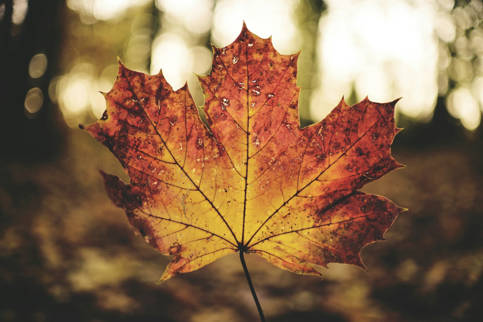 Nikon D750 + Nikon AF-S DX Nikkor 35mm F1.8G sample photo. Brown maple leaf photography