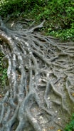 Healthy roots spreading in dark, fertile earth