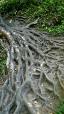 Healthy roots spreading in dark, fertile earth