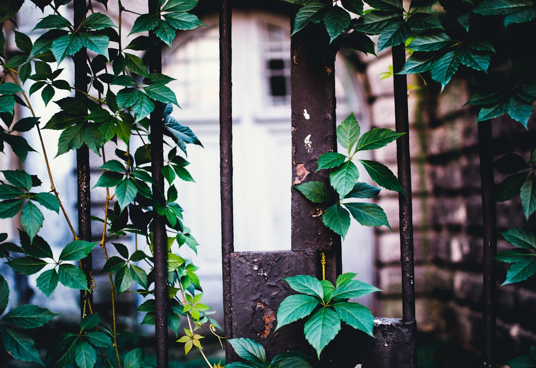 green leafed plant