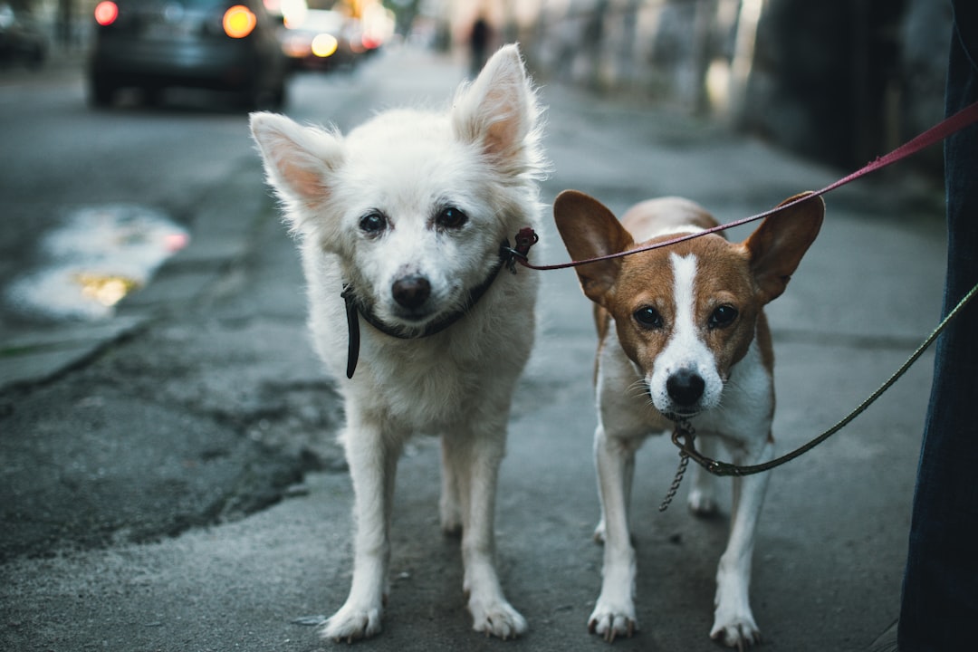 white and brown dogs with pet leashes