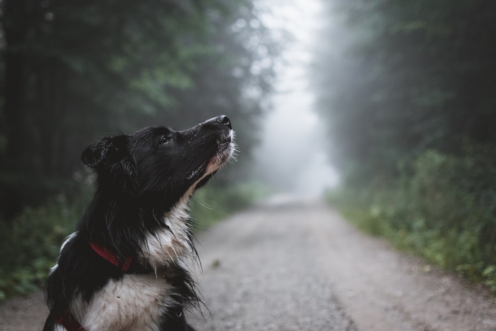 tilt shift lens photo of black dog