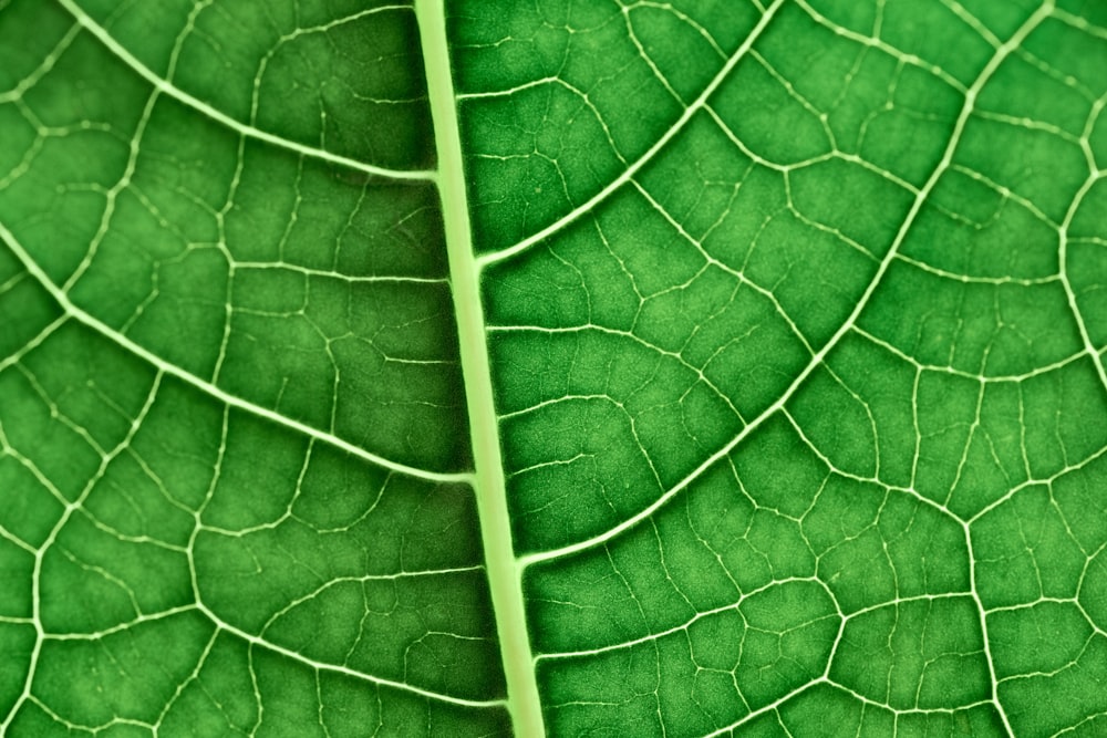 green leaf