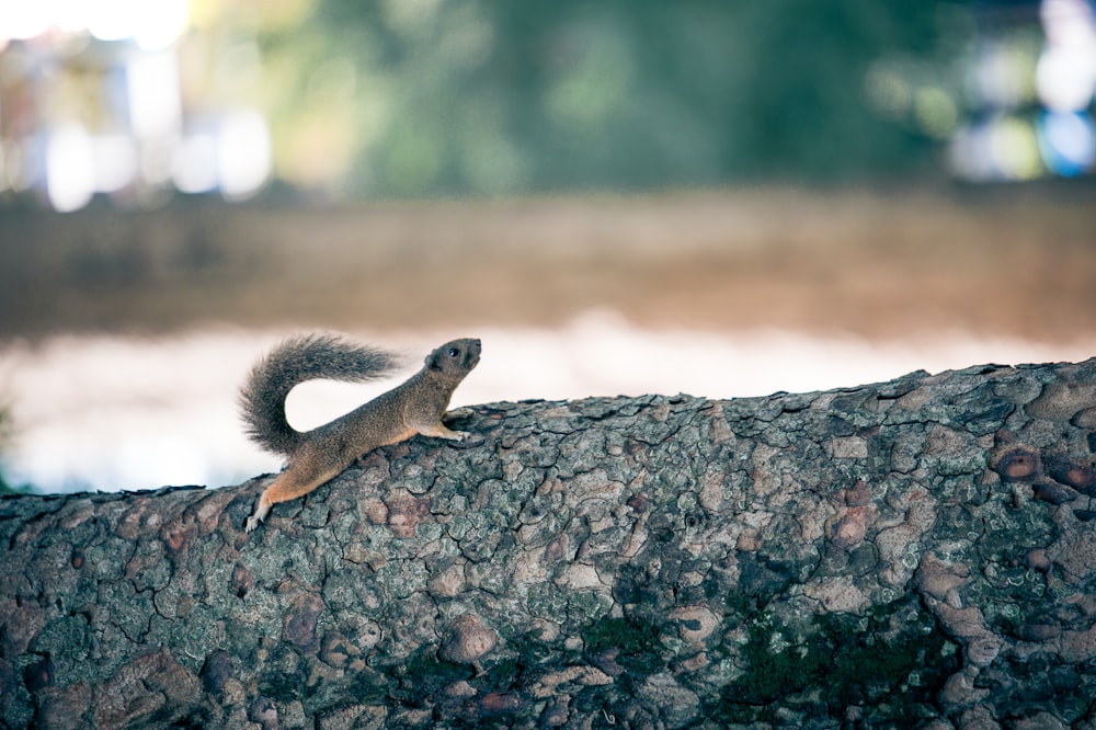 brown squirrel on log