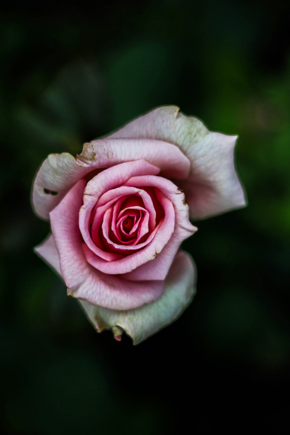 fotografia flat lay de rosa rosa