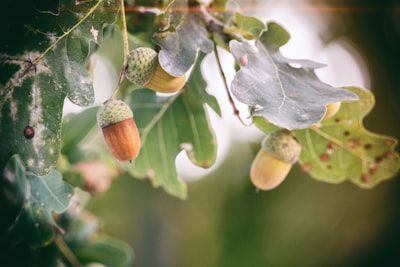 selective focus photography of white petaled flower acorn teams background