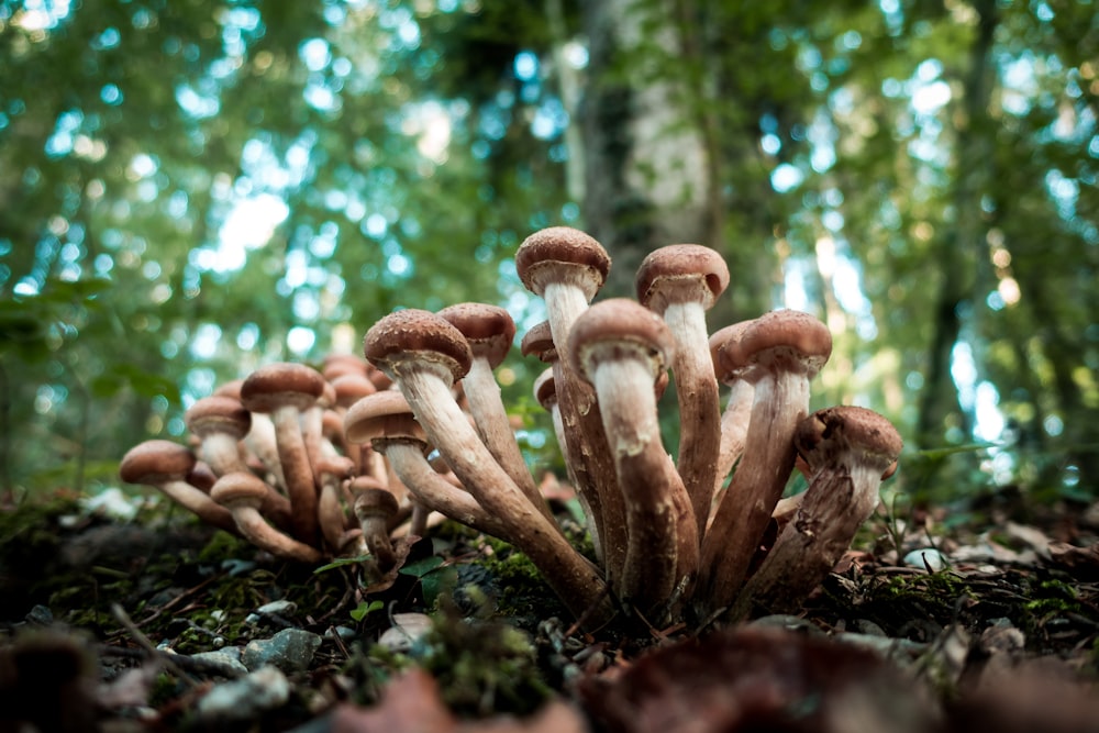 a group of mushrooms that are in the grass