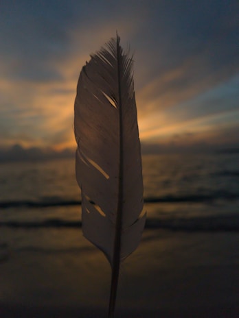 Close-up of a fine-art print showing a feathered silhouette against a soft sunset sky.