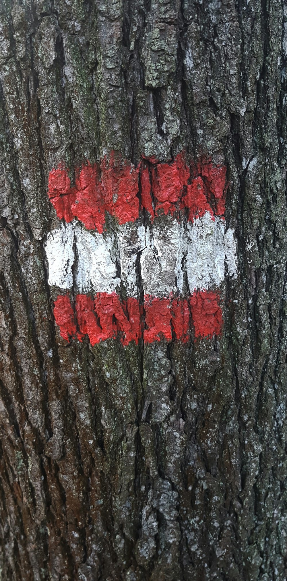 나무 껍질에 빨간색과 흰색 줄무늬가 있습니다.