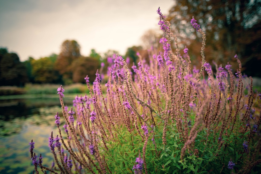 macro photography of purple hyssop flowers