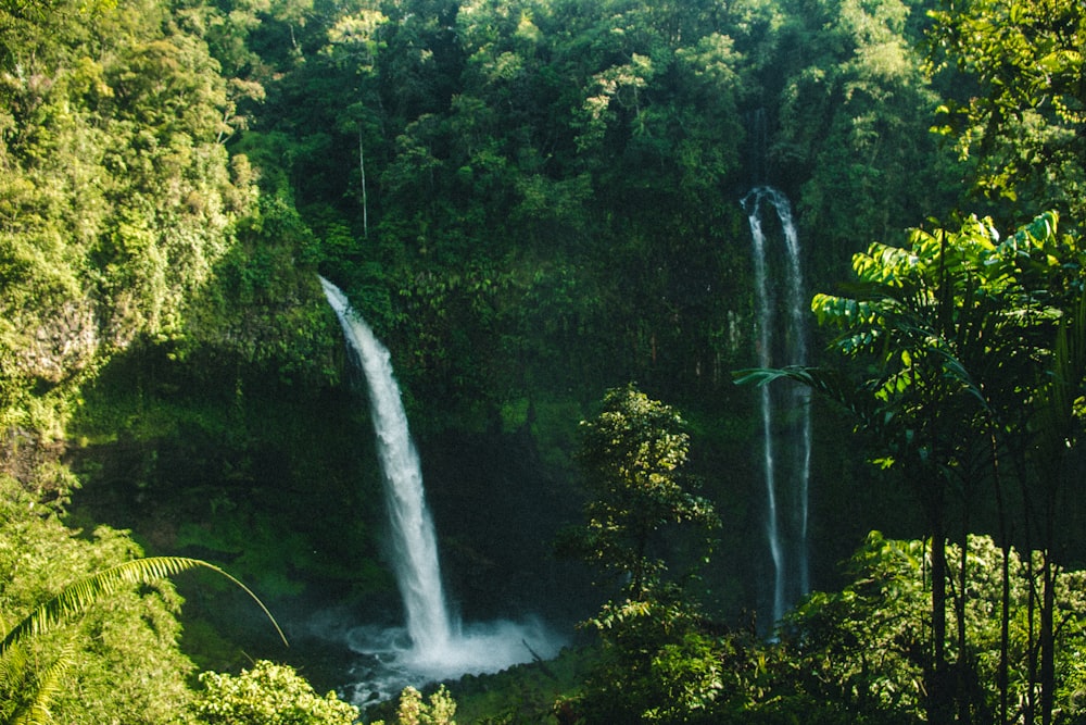 waterfalls surrounded by trees