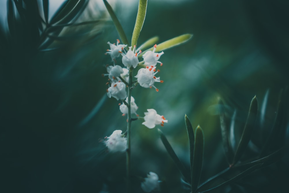 white flowering plant