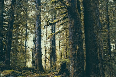 green forest frightened google meet background