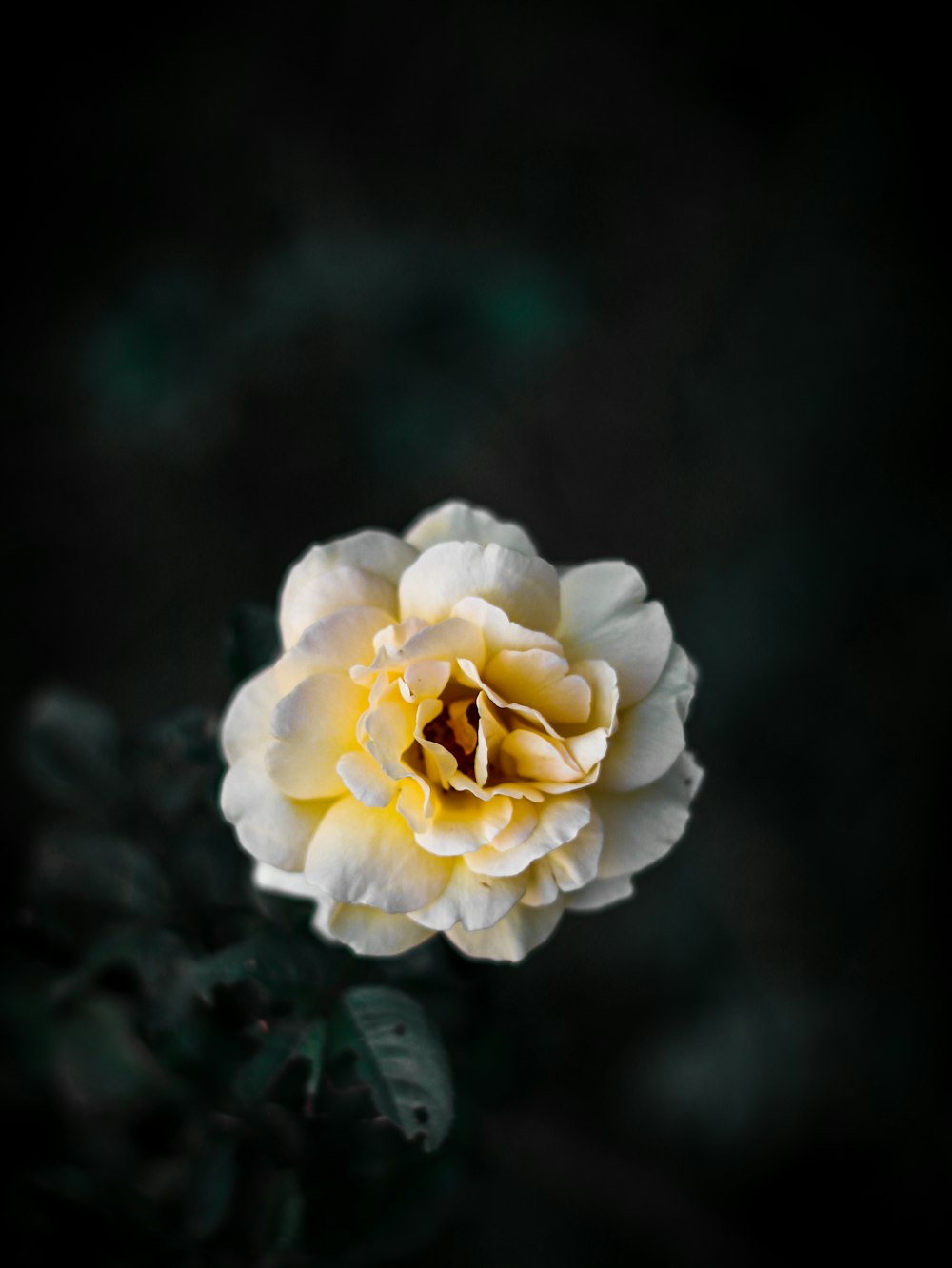 selective focus photography of flower