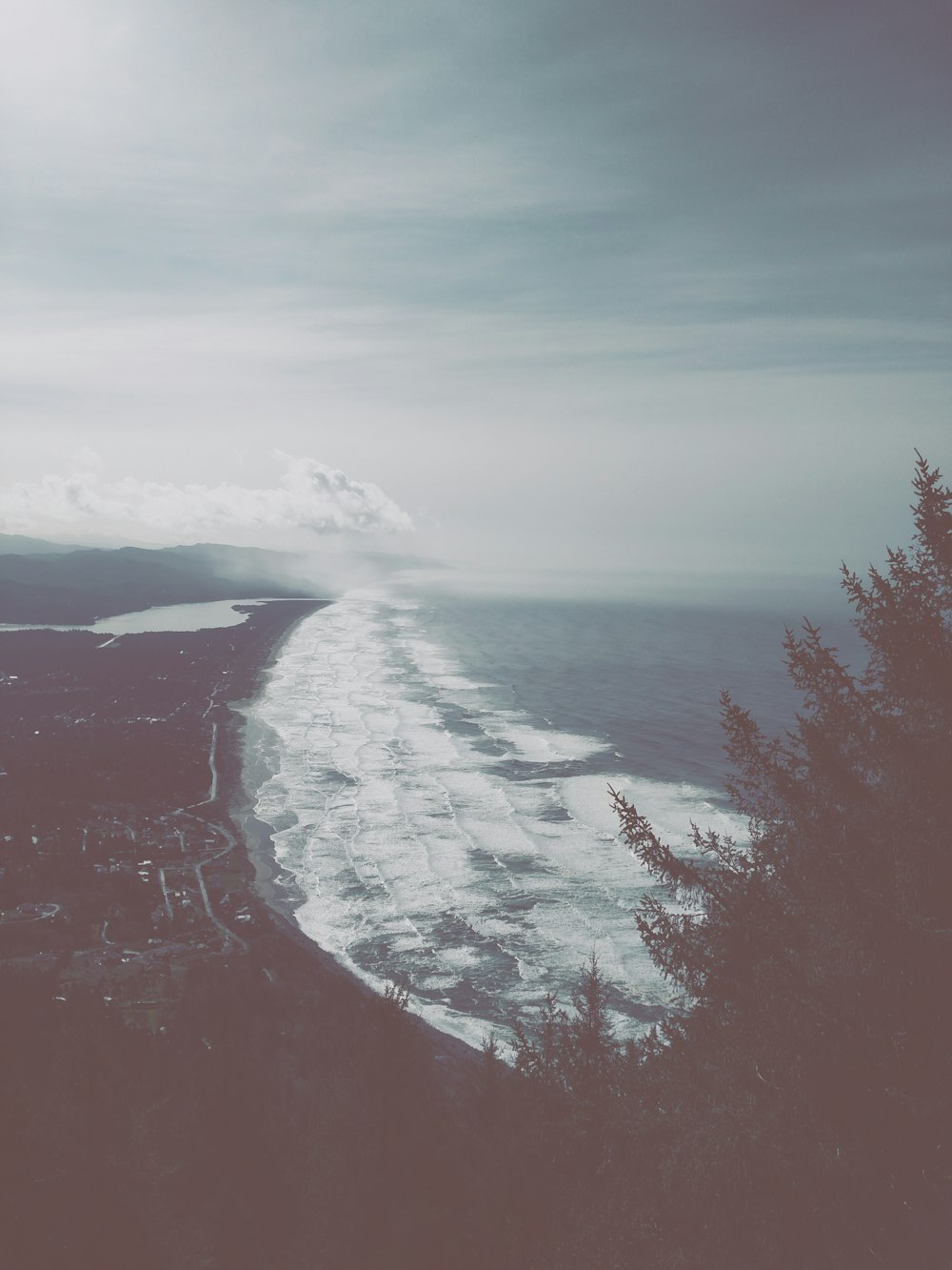 seashore beside tree during daytime