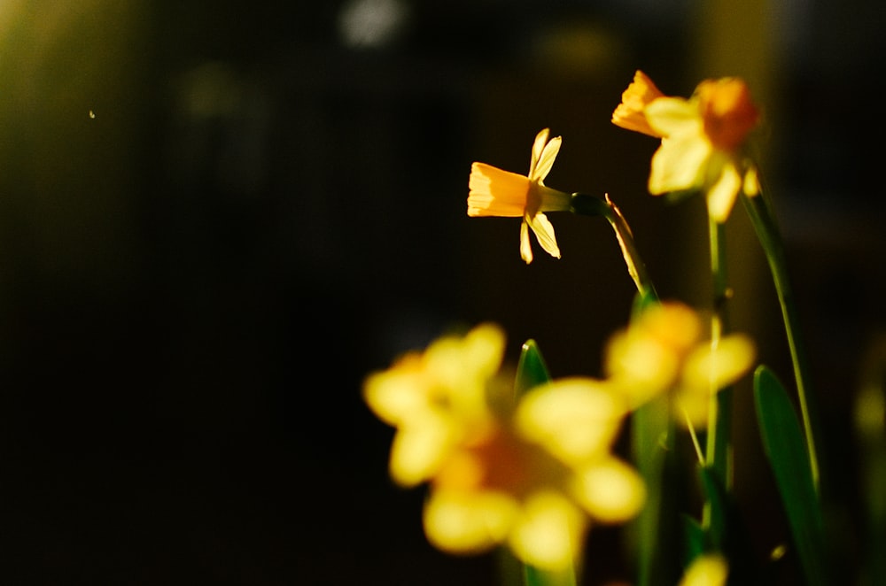 黄色い花びらの花