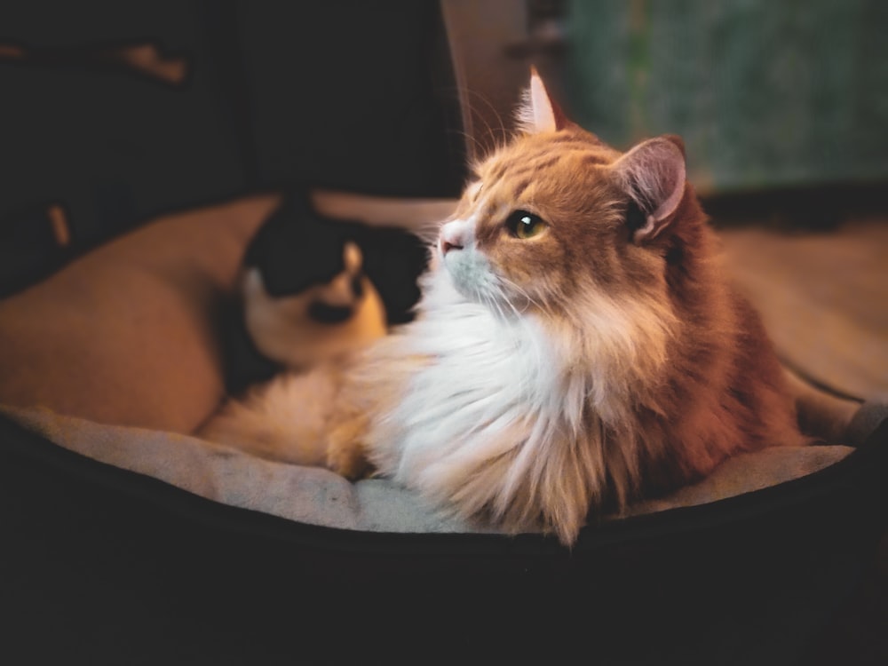 chat sur lit pour animaux de compagnie