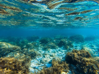 An underwater scene featuring crystal-clear blue water. The seabed is scattered with rocks and various types of marine vegetation, including seaweed and coral. A school of fish is visible, swimming among the rocks and sea plants.
