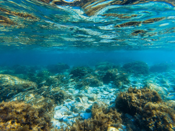 An underwater scene featuring crystal-clear blue water. The seabed is scattered with rocks and various types of marine vegetation, including seaweed and coral. A school of fish is visible, swimming among the rocks and sea plants.